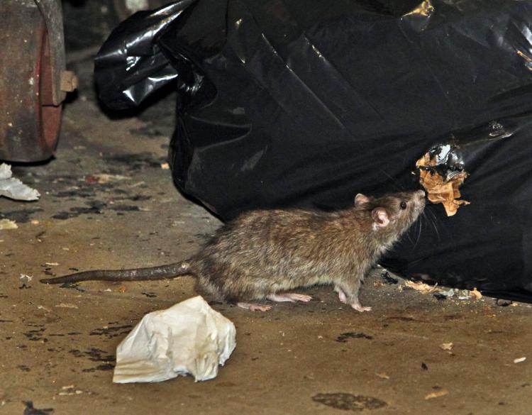 Rato inflável gigante é instalado em rua de Nova York