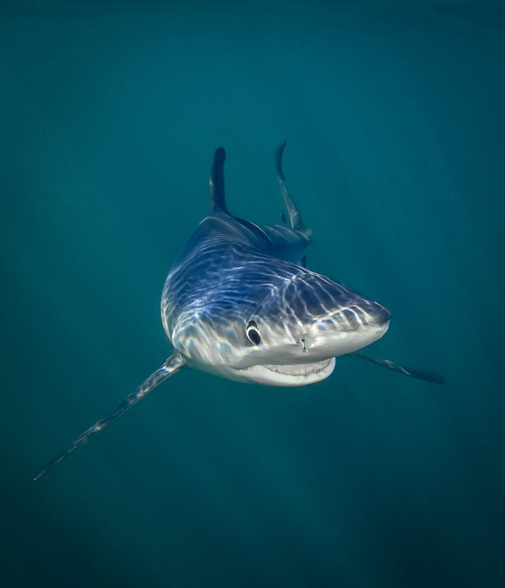 Vencedor da categoria No fundo do mar: "Tubarão Azul Sorridente", de Tanya Houppermans