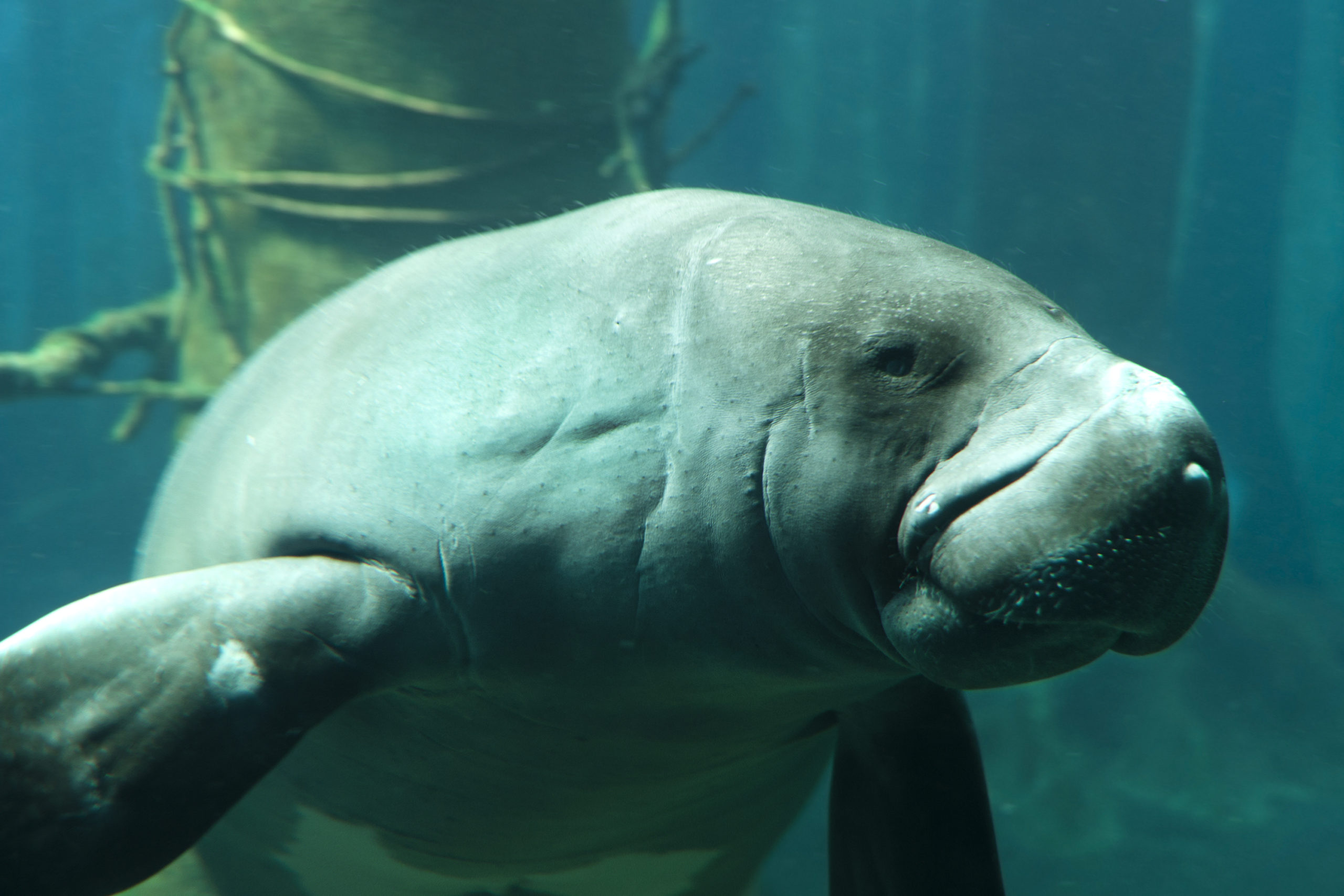 O peixeboiamasonense pesa o mesmo que quatro leoas. Foto Fernando Podolski/ Getty Images O peixeboiamasonense pesa o mesmo que quatro leoas. Foto Fernando Podolski/ Getty Images