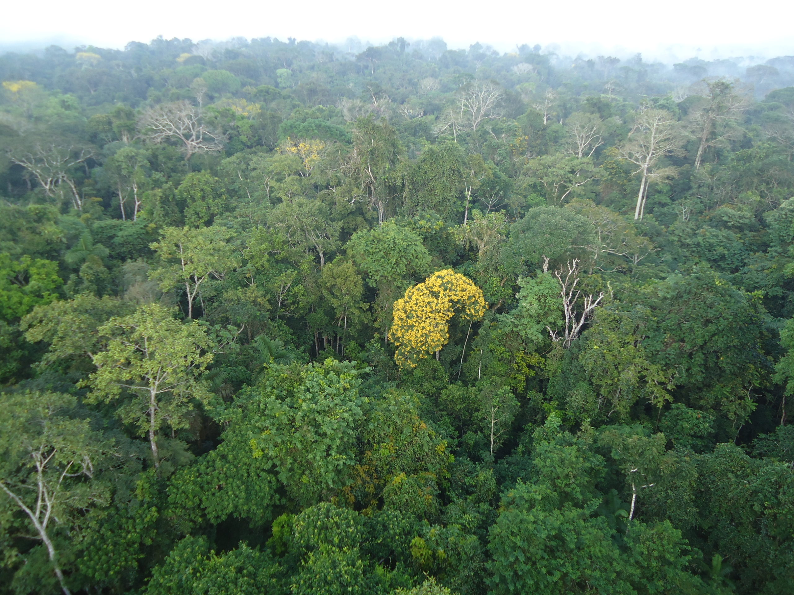 Natureza o que você faria se