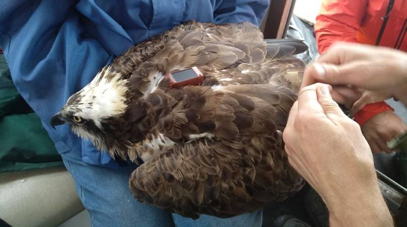 As aves tinham rastreadores que avisavam para os pesquisadores onde elas estavam. Foto: Facebook/ Reprodução.