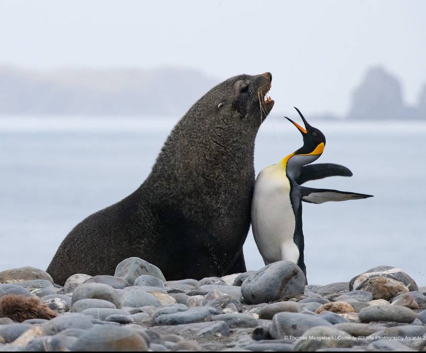 Chest bump (cumprimento, em tradução livre). Foto: Tom Mangelsen/ Comedy  Wildlife Photo Awards 2019 - Jornal Joca