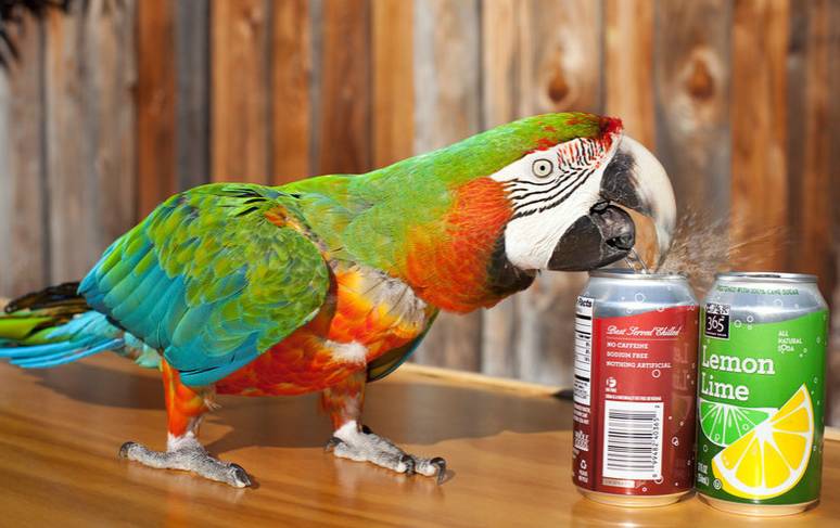 O papagaio conseguiu abrir mais de 30 latas em um minuto. Foto: Guinness World Records/ Divulgação.