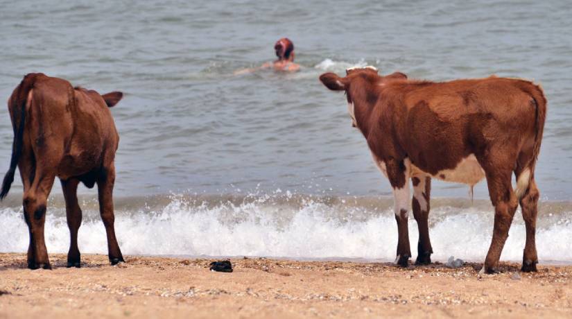 Vacas em uma praia da Crimeia. Foto: Lev Fedoseyev\TASS via Getty Images