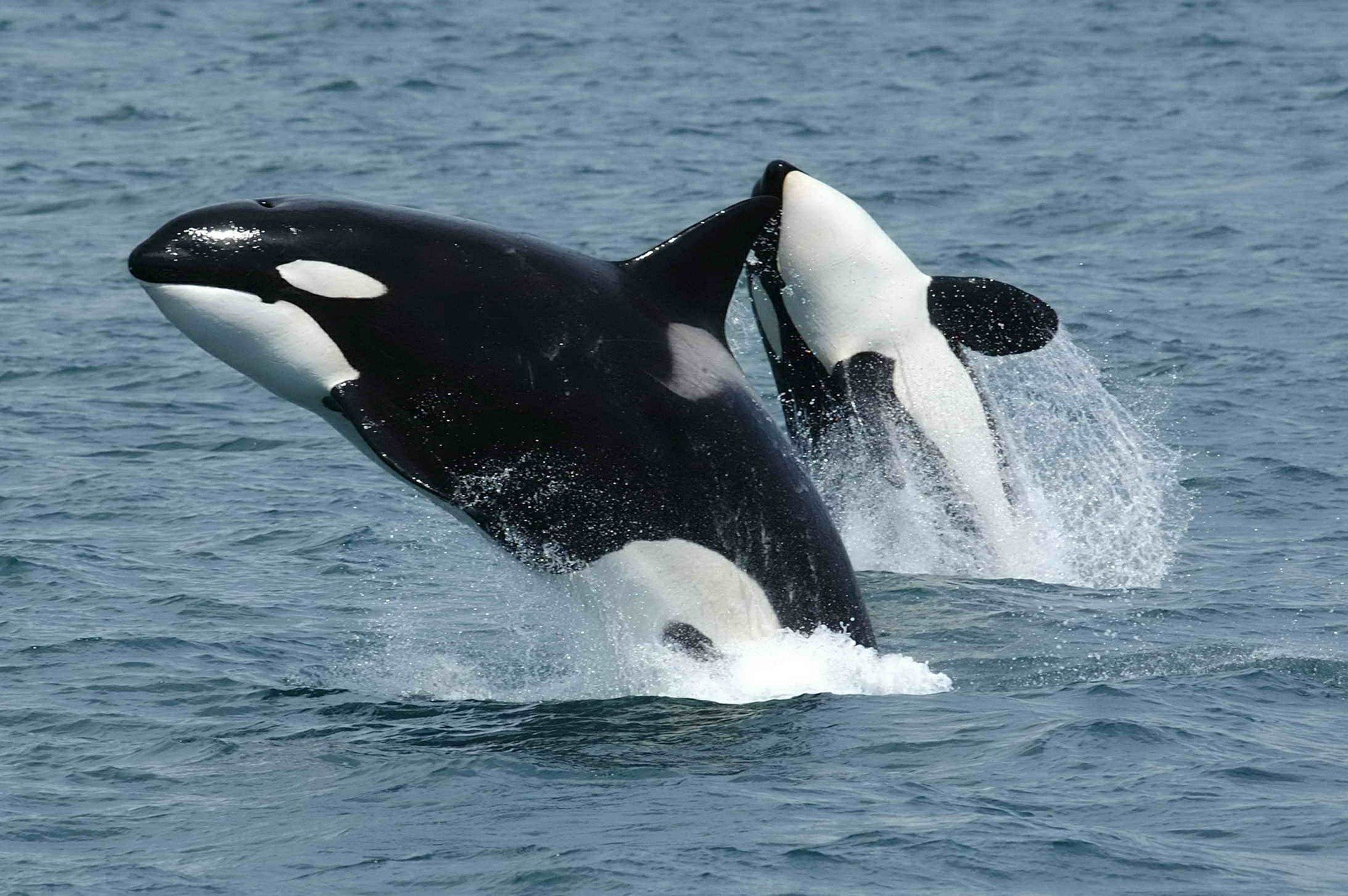 Avós de orcas