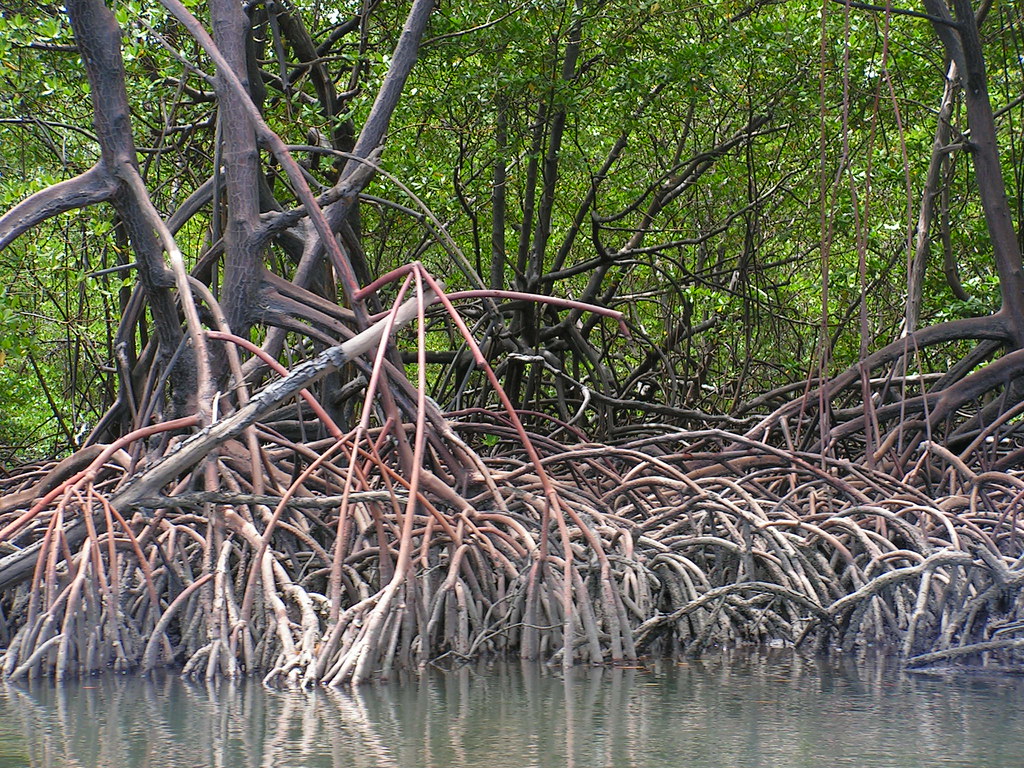 reflorestamento de mangues ações para ajudar o planeta