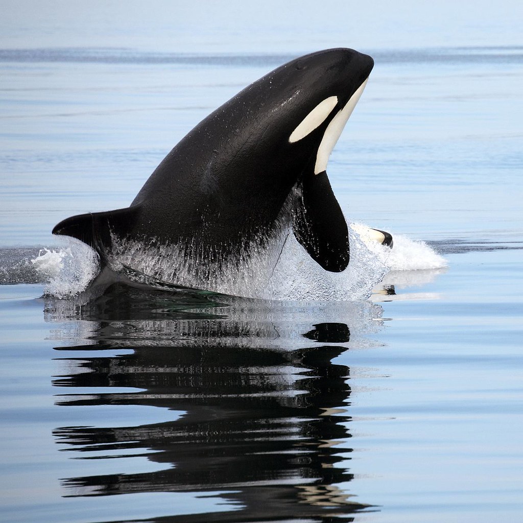 Avós de orcas