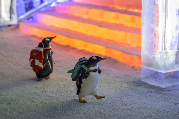 Alguns pinguins foram levado ao festival para visitá-lo e puderam escorregar no gelo. Foto: Visual China Group via Getty Images/Visual China Group via Getty Images