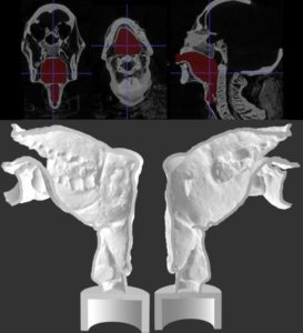 Na parte superior, imagens do trato vocal feitas a partir de tomografias. Embaixo, a escultura do trato vocal feita em impressora 3D. Foto: Reprodução Nature