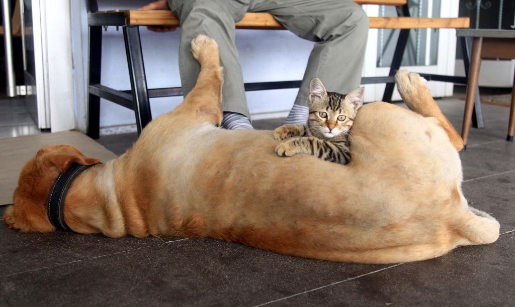 um cachorro e um gato incendiaram sua casa duas vezes em quatro dias. Foto: Ilyas Gun/Anadolu Agency via Getty Images