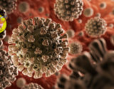 Coronavirus-duvida-animal