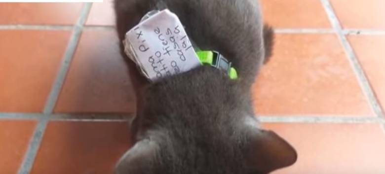 Uma das famílias de Pixi colocou um bilhete na sua coleira quando suspeitaram que ela tinha outros donos. Foto: Reprodução/ Youtube