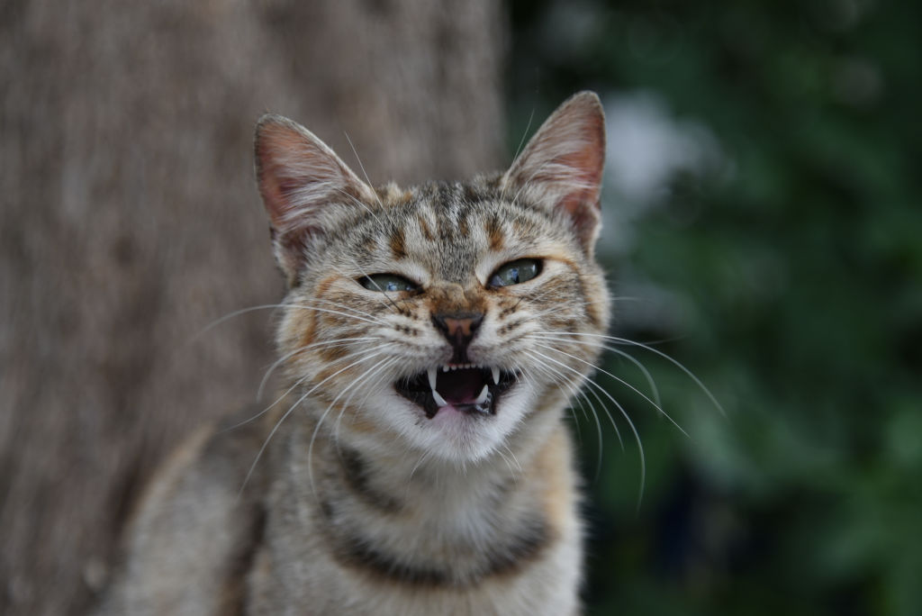 Um gato fez sua dona se esconder na própria cozinha por dias após tentar arranhá-la. Foto: Wassilios Aswestopoulos/NurPhoto via Getty Images 