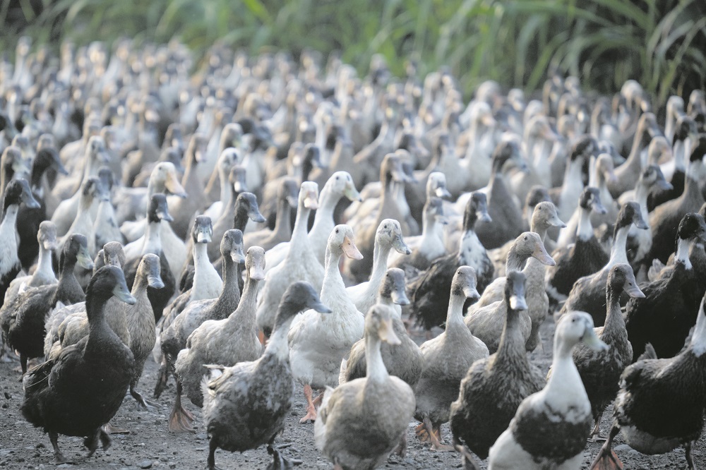 Patos - Jornal Joca