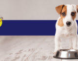 alimentos-cachorro-duvida-animal-home