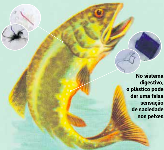 Peixe-plastico-edicao-156