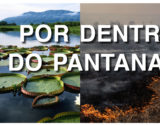 home_colecao_pantanal