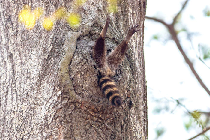 guaxinim-concurso-fotos-animais-2020