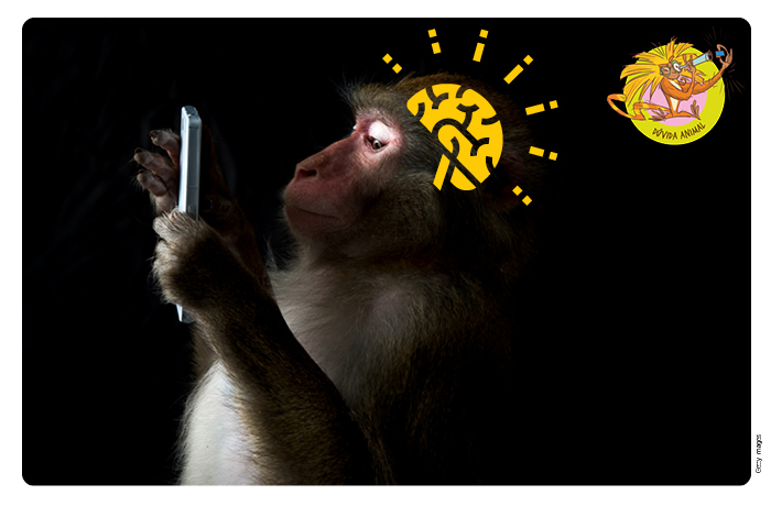 Dúvida Animal | Macacos são inteligentes como humanos? – Jornal Joca