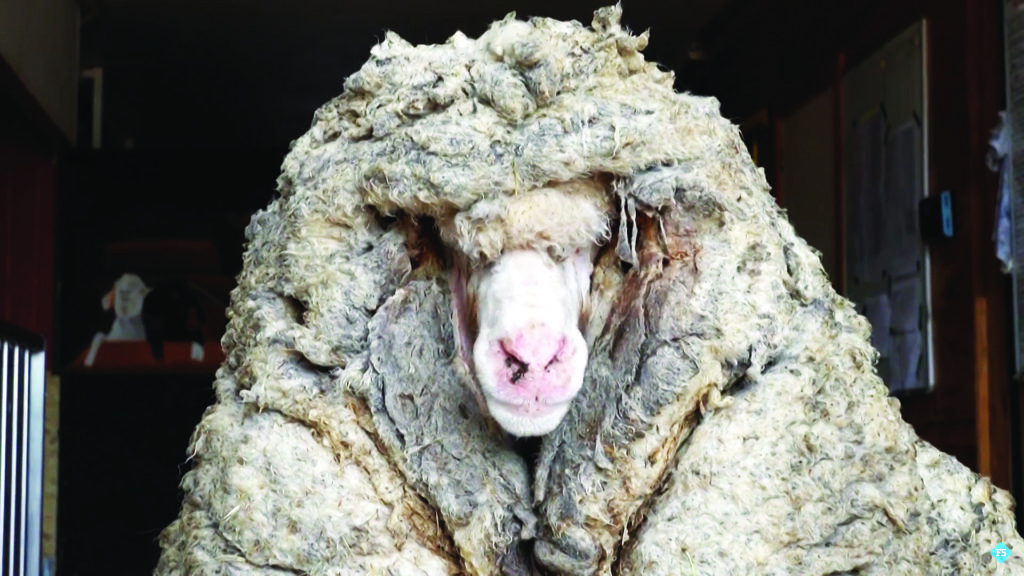 maluquices-ovelha-antes