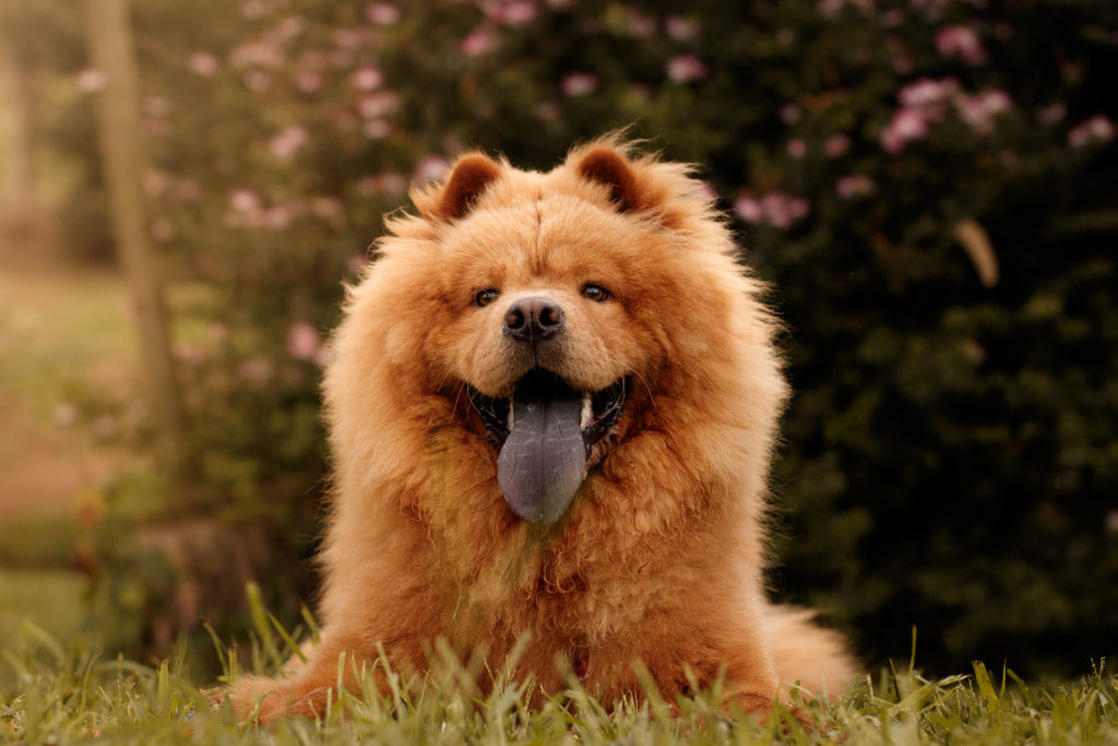 Chow-chow-getty-images