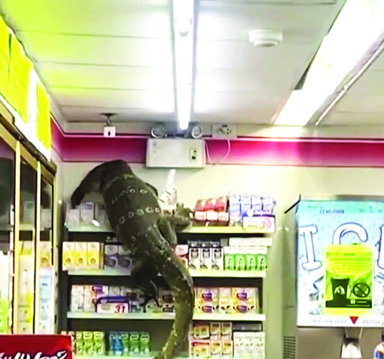 Giant Lizard Spotted Climbing Store Shelves Level 1 Jornal Joca