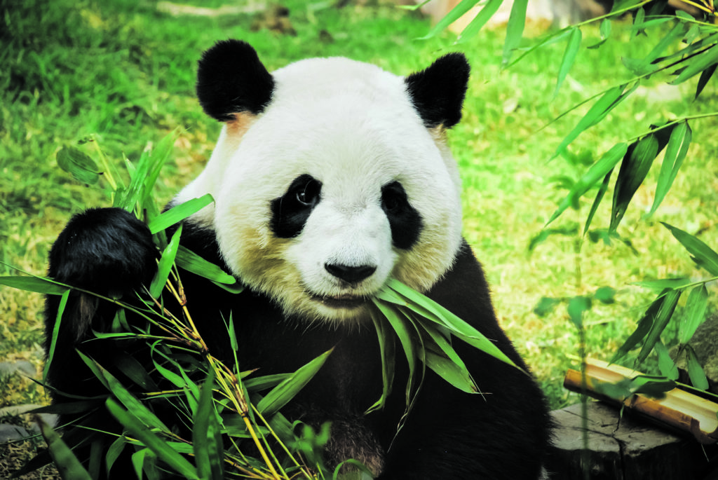 pandas gigantes 173