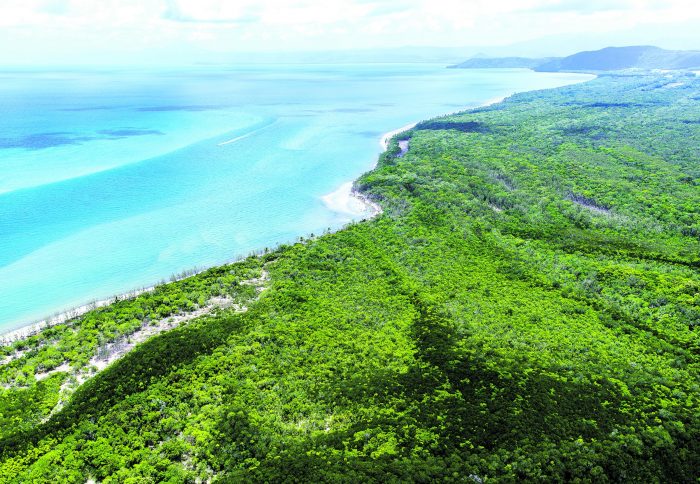 Daintree-floresta