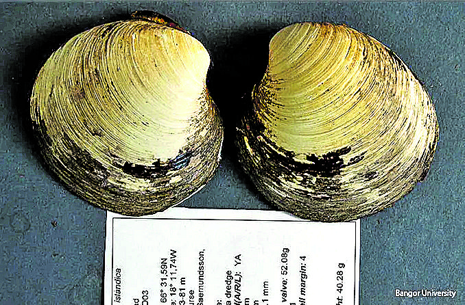 ming-the-quahog-clam_tcm25-561890_1