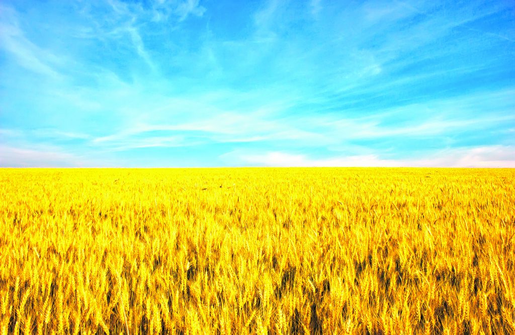 campo de trigo ucrânia 184