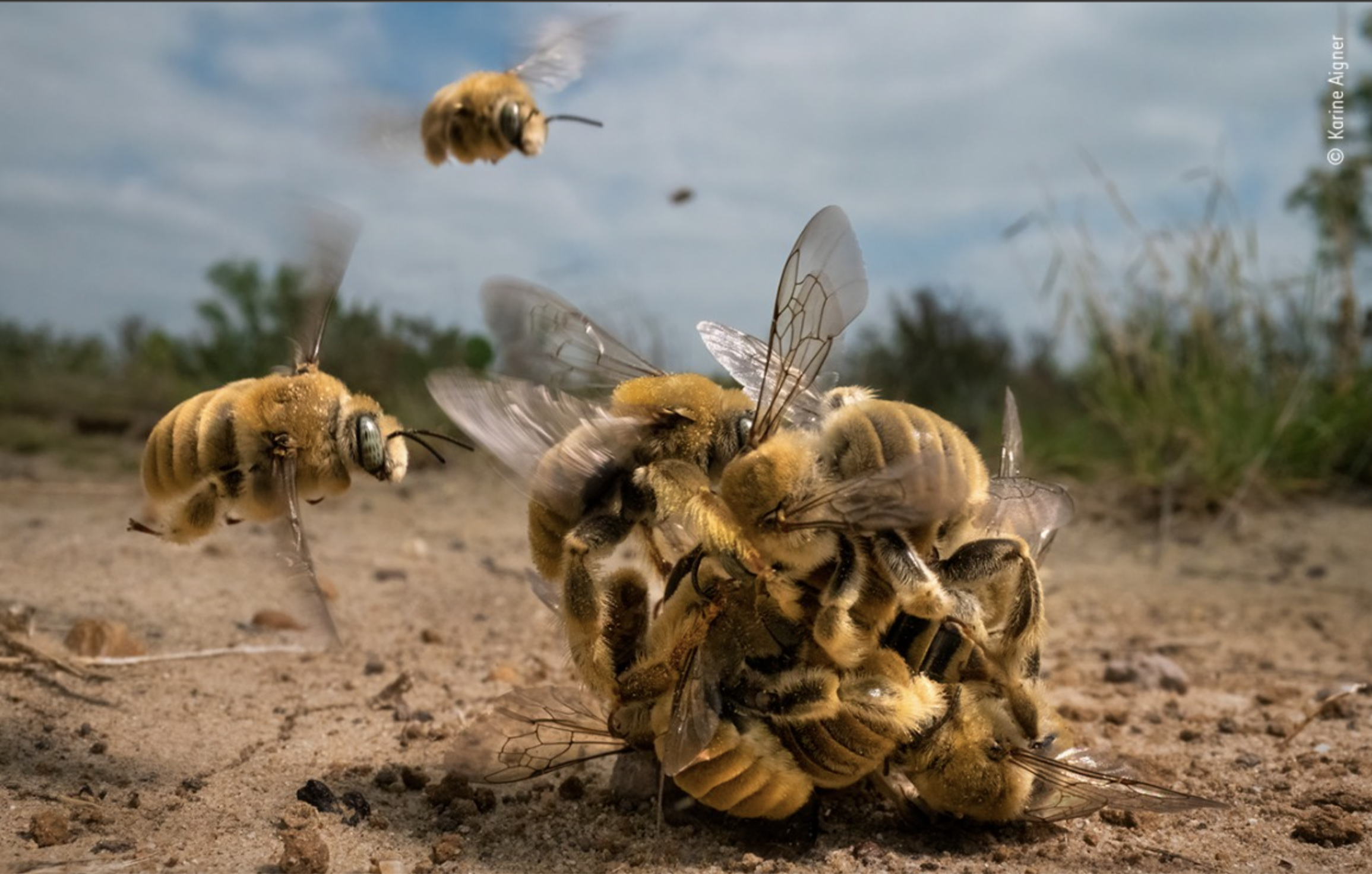 Concurso internacional Fotógrafo de Vida Selvagem 2022 nomeia vencedores.