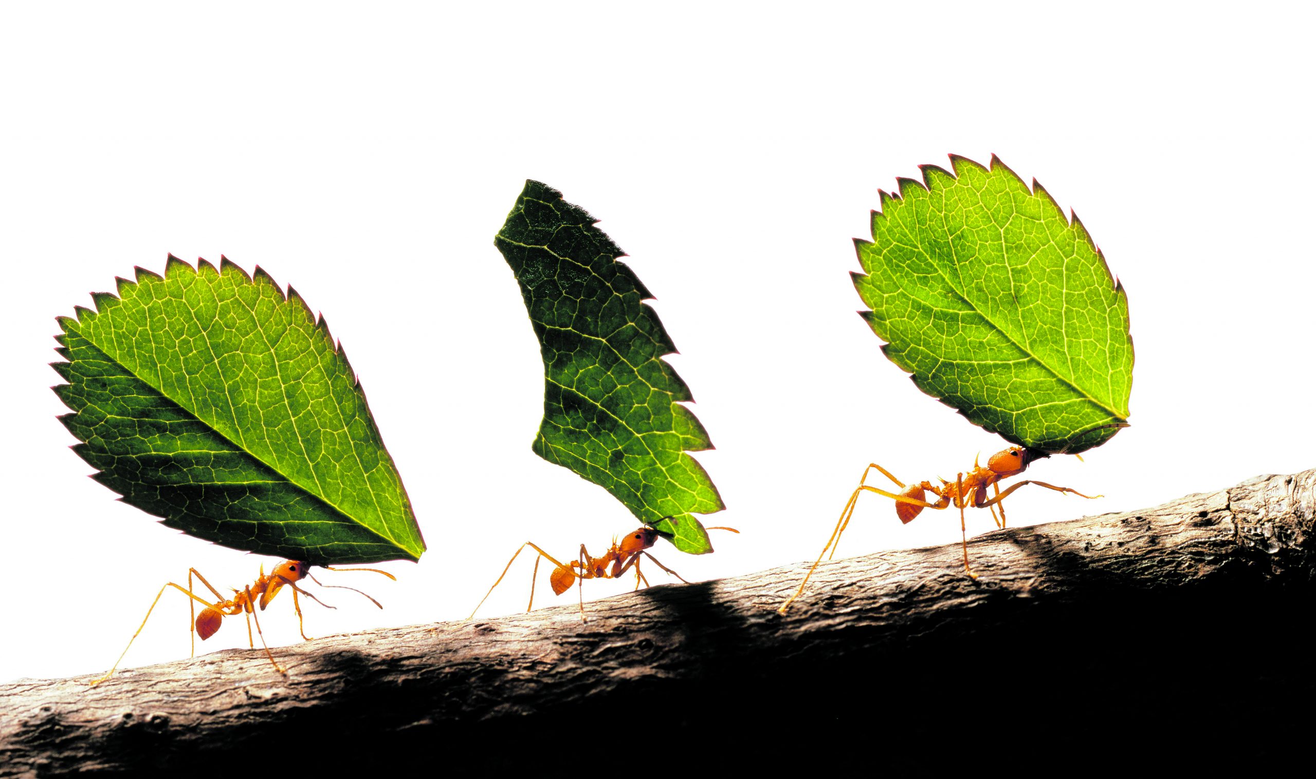 According to study, there are four times more ants than previously thought - Level 3