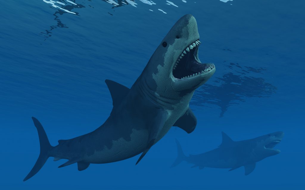 D vida animal qual era o tamanho do megalodon jornal joca