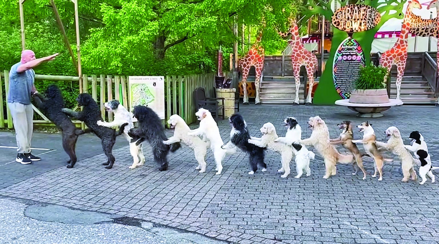 Trainer breaks record for longest line of dogs dancing conga Level 1