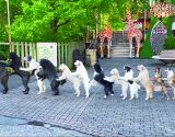 Un entrenador rompe récord con la mayor fila de perros bailando conga - Nivel 1