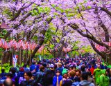 Cerejeiras-Japao-GettyImages