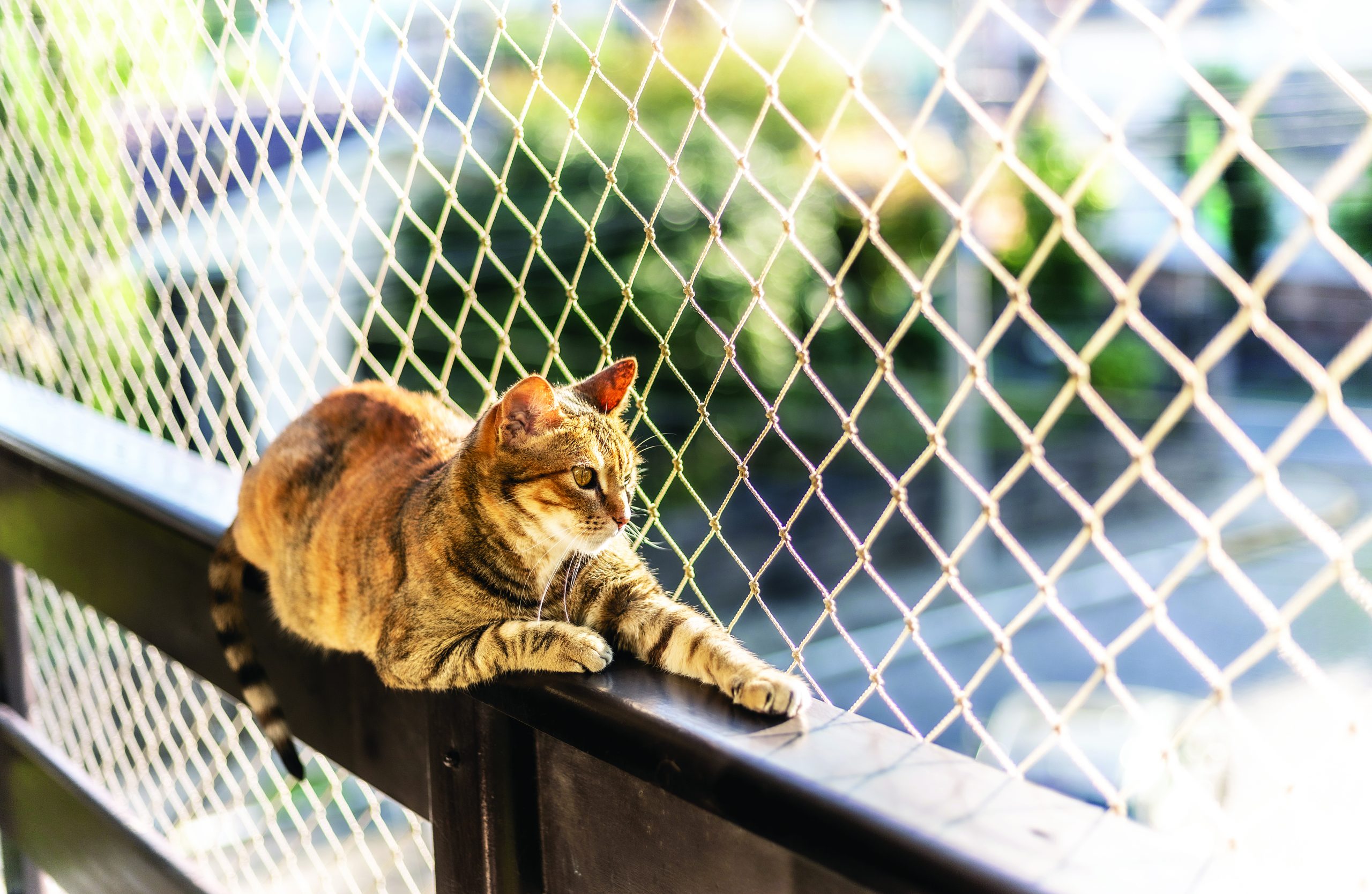 Lei-espanha-animais-domesticos-Getty