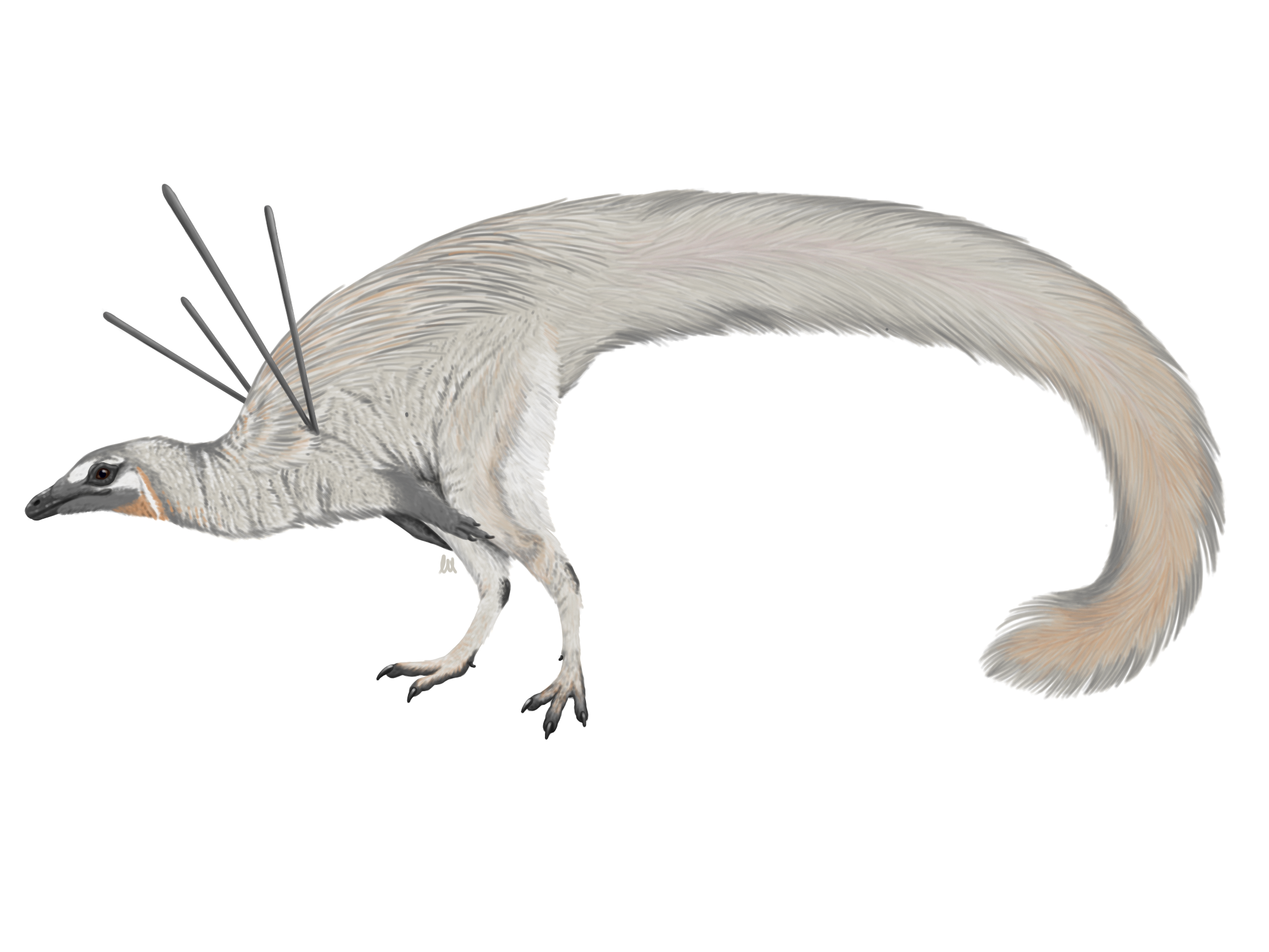 U._jubatus_Reconstruction