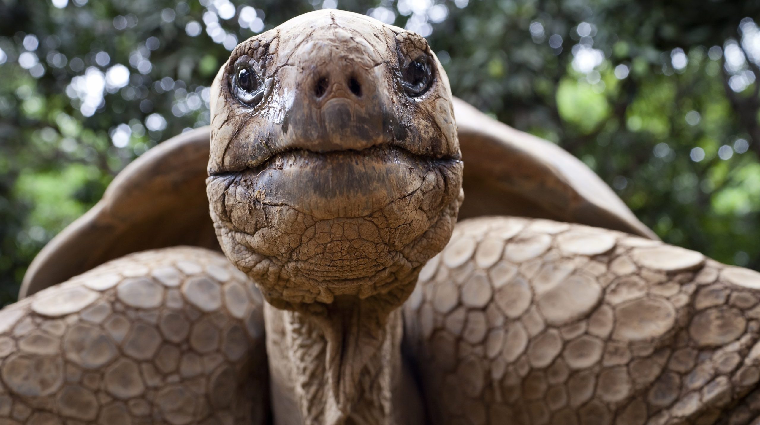 Посмотрим черепахи. Галапагосская черепаха. Коко джамбо черепаха. Суматранская черепаха. Морда черепахи.