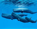 Sperm whales swimming in a group