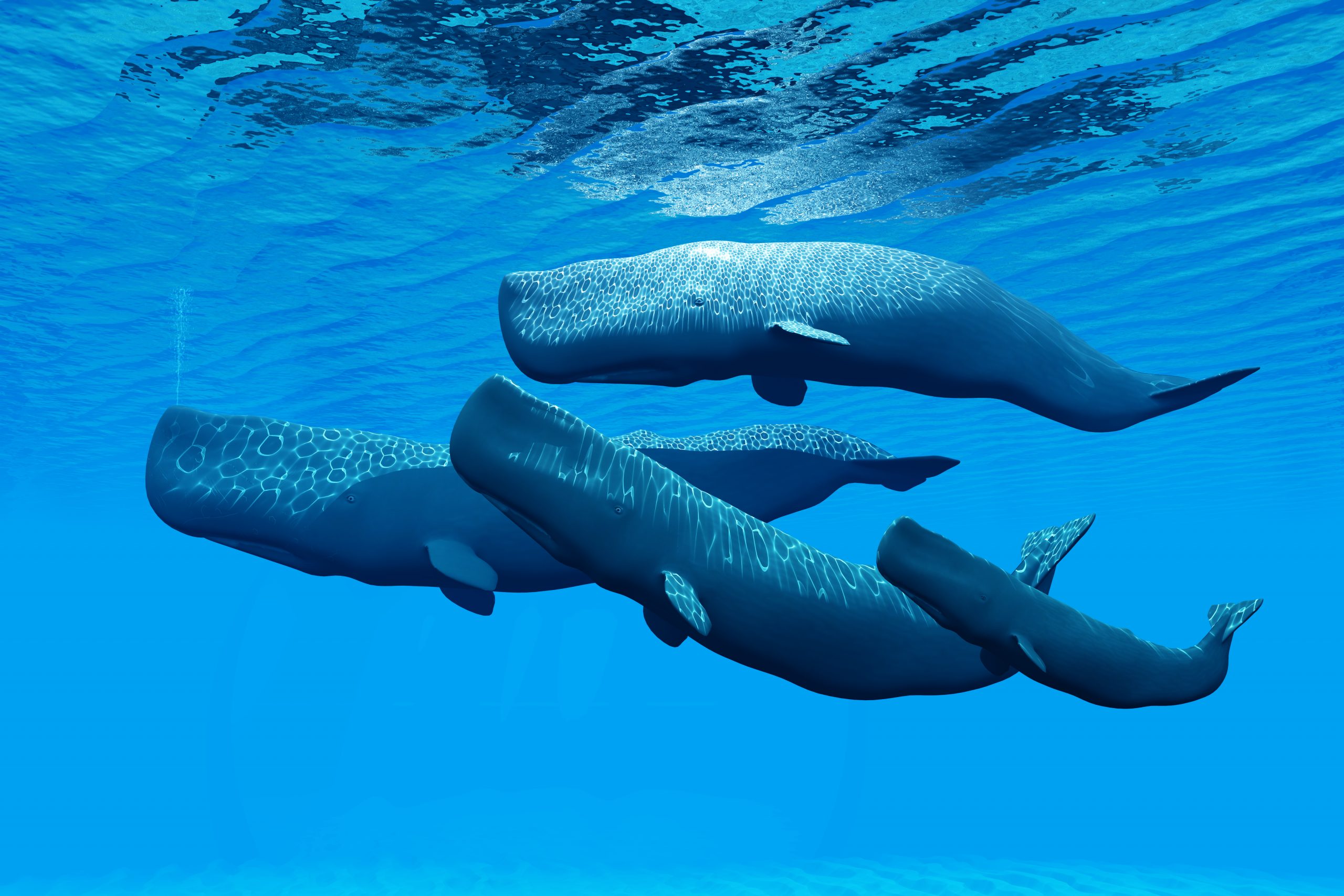 Sperm whales swimming in a group