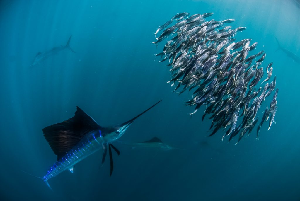 mais rápido do mundo Sailfish feeding from the bait ball