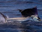 mais rápido do mundo Sailfish clear out the water
