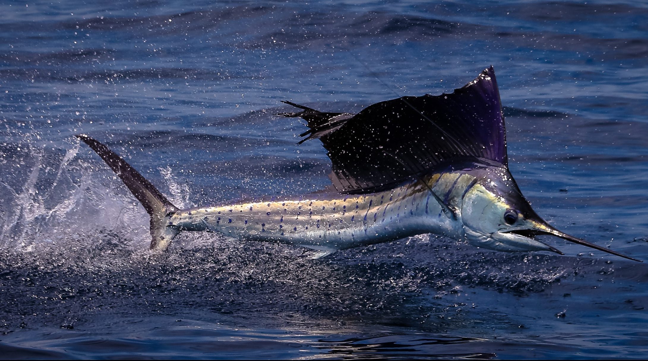 mais rápido do mundo Sailfish clear out the water