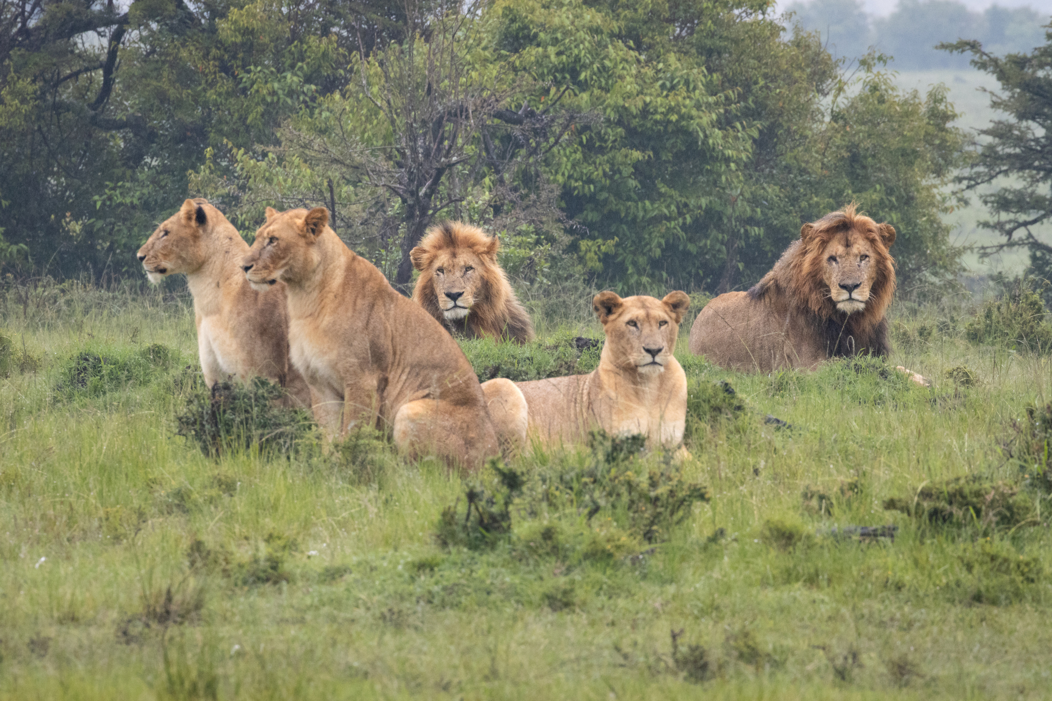 leões vivem em grupo